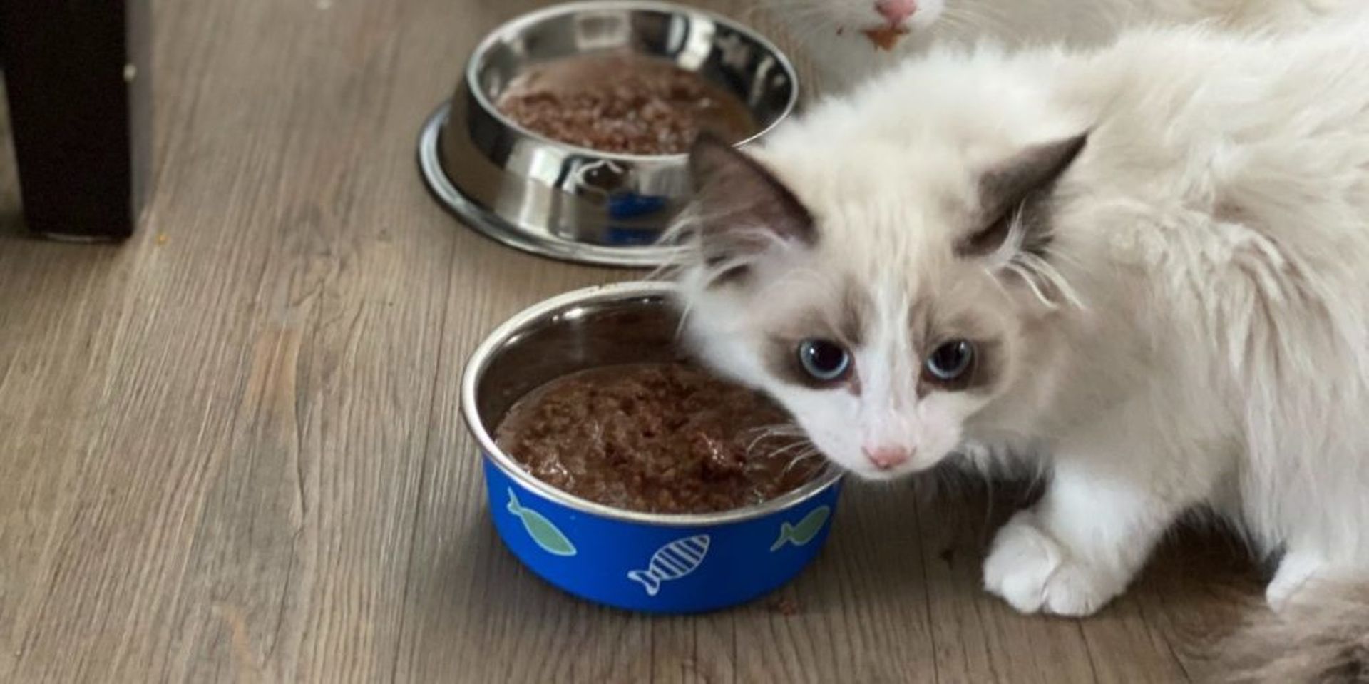 KKR acquires New Zealand’s Natural Pet Food Group through Asian fund