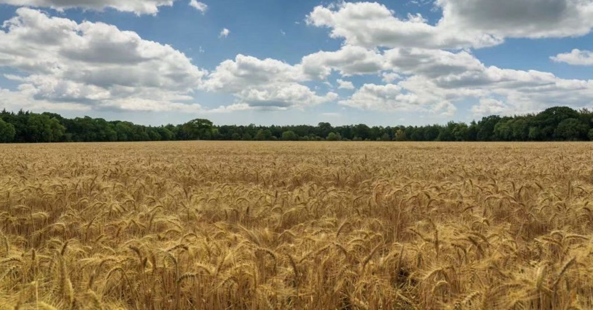 Sequoia China, Yunfeng Capital lead $228m round in Chinese rice brand Shiyue Daotian