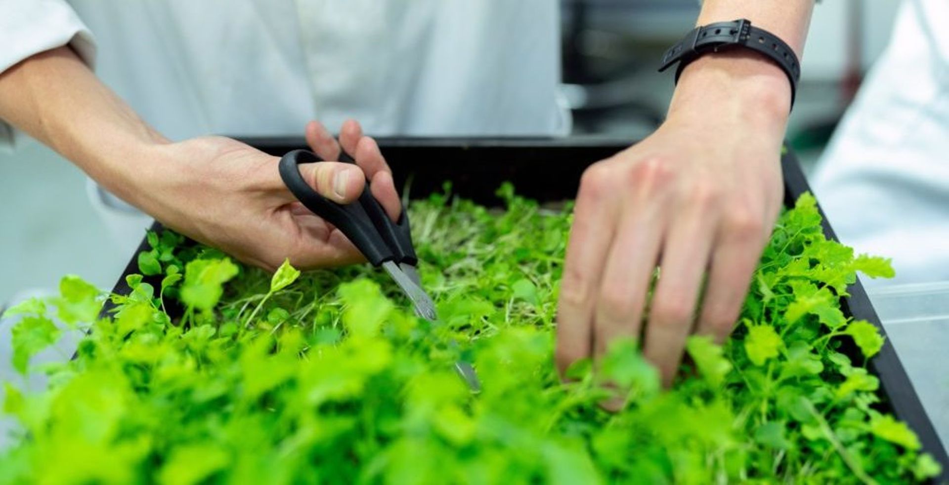 Asia Digest: IMM backs UAE agritech startup; Pencarrow invests in NZ firms