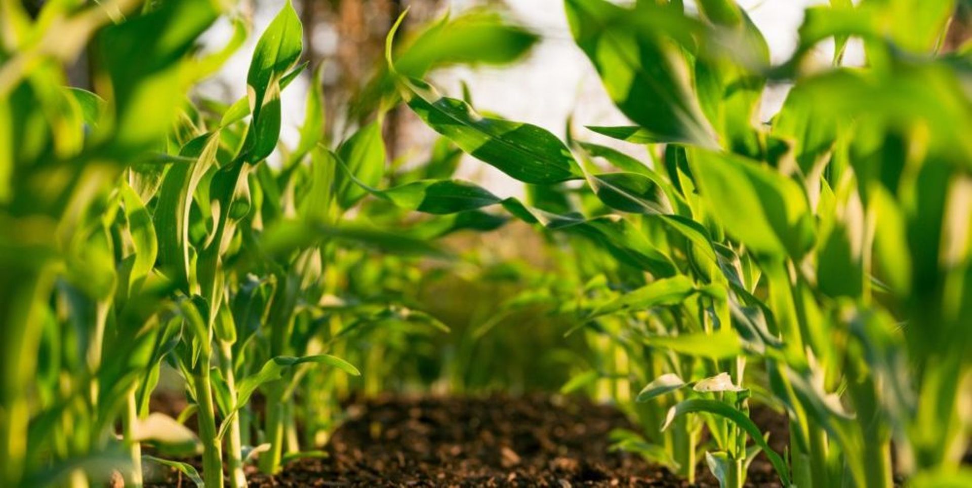 Gates Foundation, Qatar fund to invest $200m on climate-adaptive agriculture