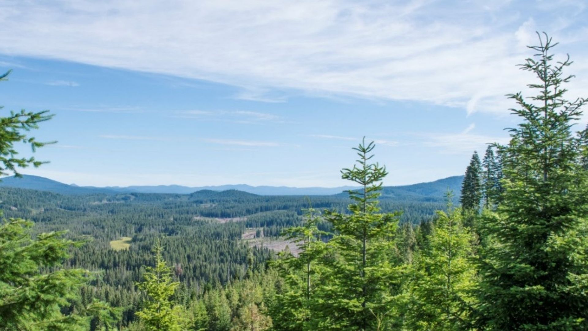 Japan's Mitsui, Nomura to acquire Australian forestry asset manager New Forests