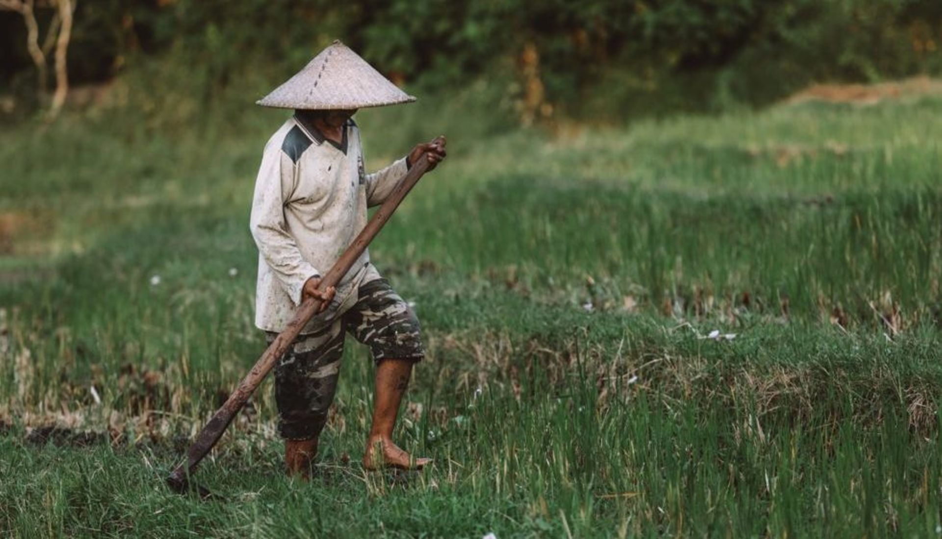 Loan quality falls on Indonesian P2P lending platform TaniFund