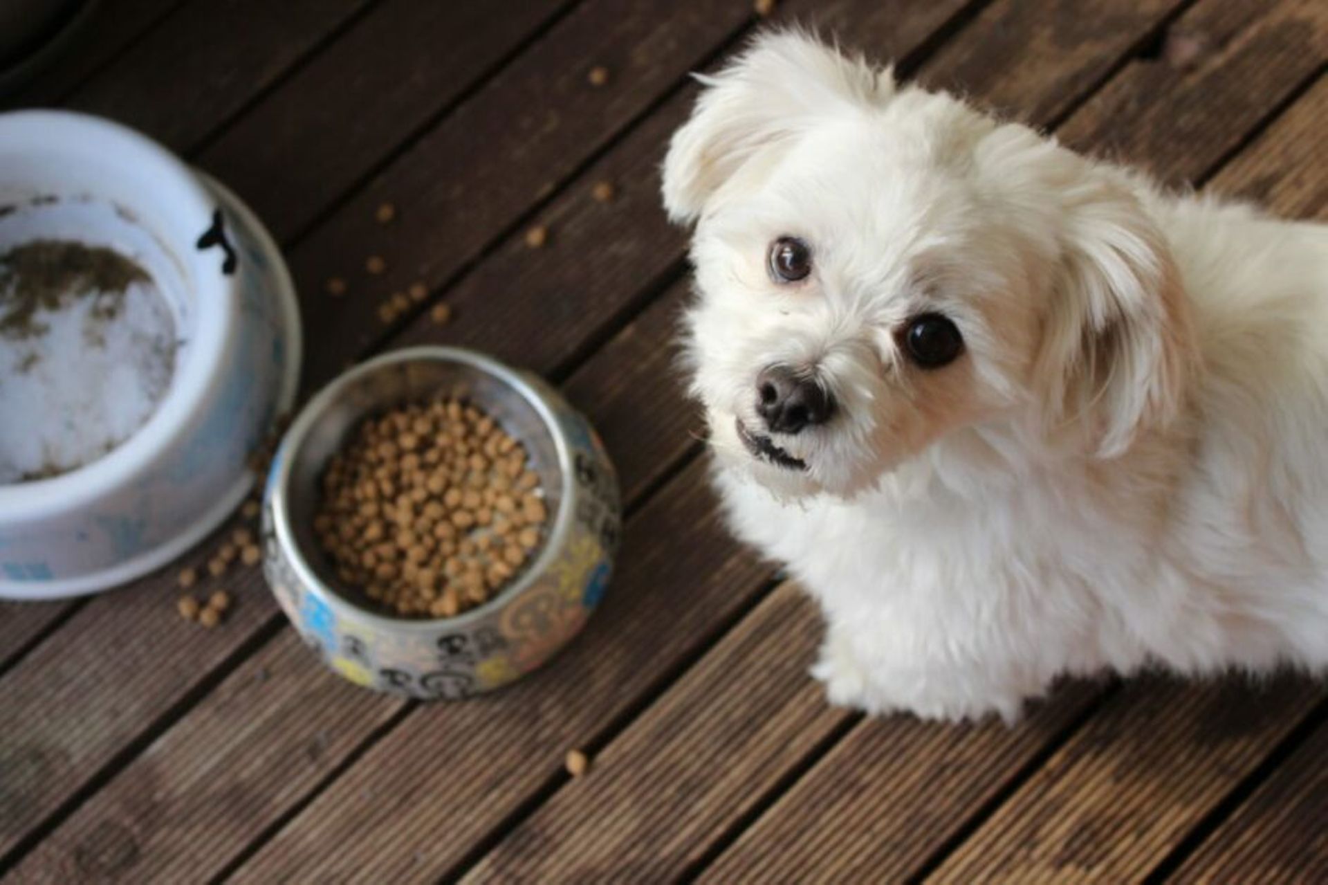 India: Nestlé picks minority stake in Drools Pet Food