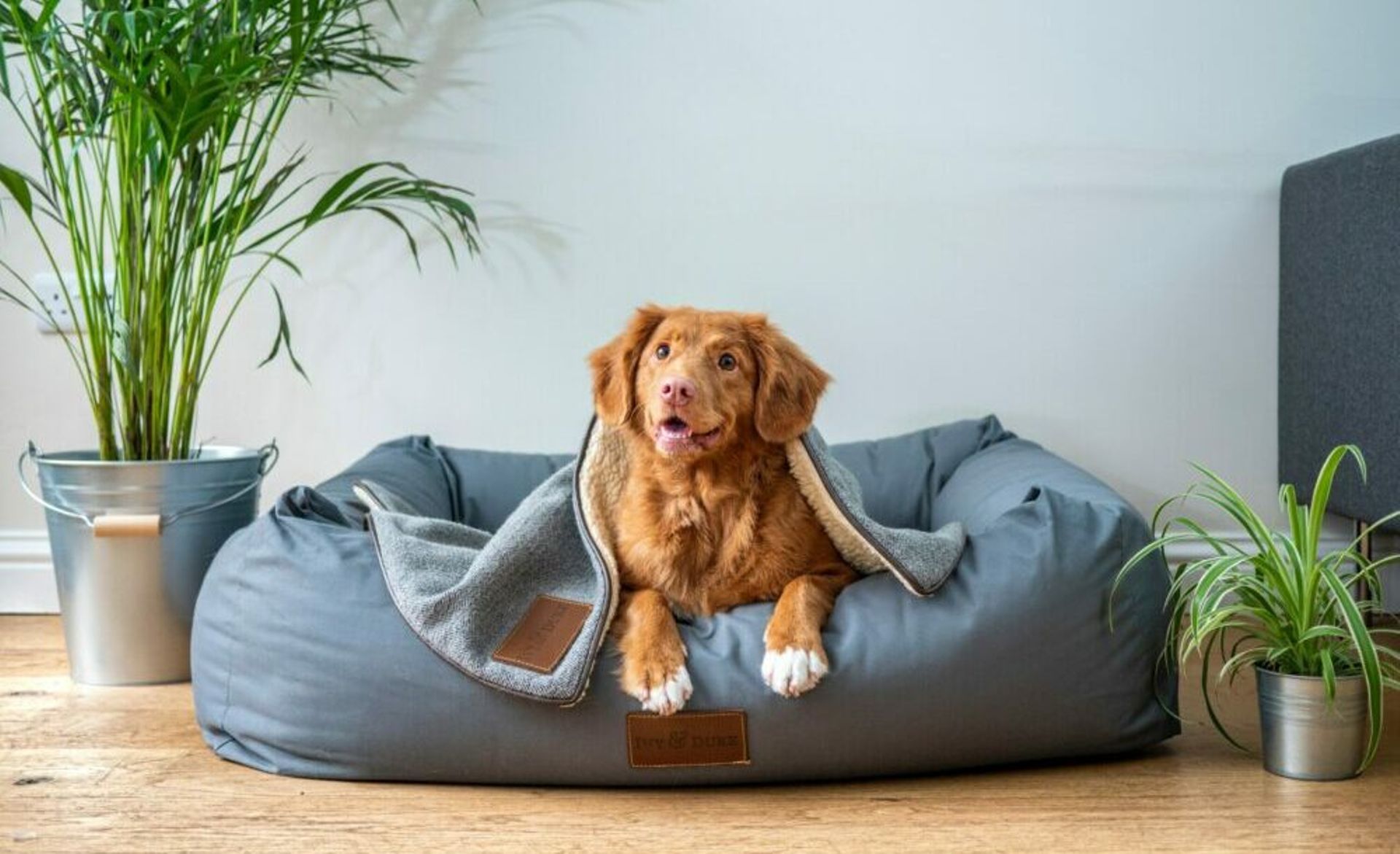 Creador acquires 40% of Malaysia-based Pet World, COPE PE exits