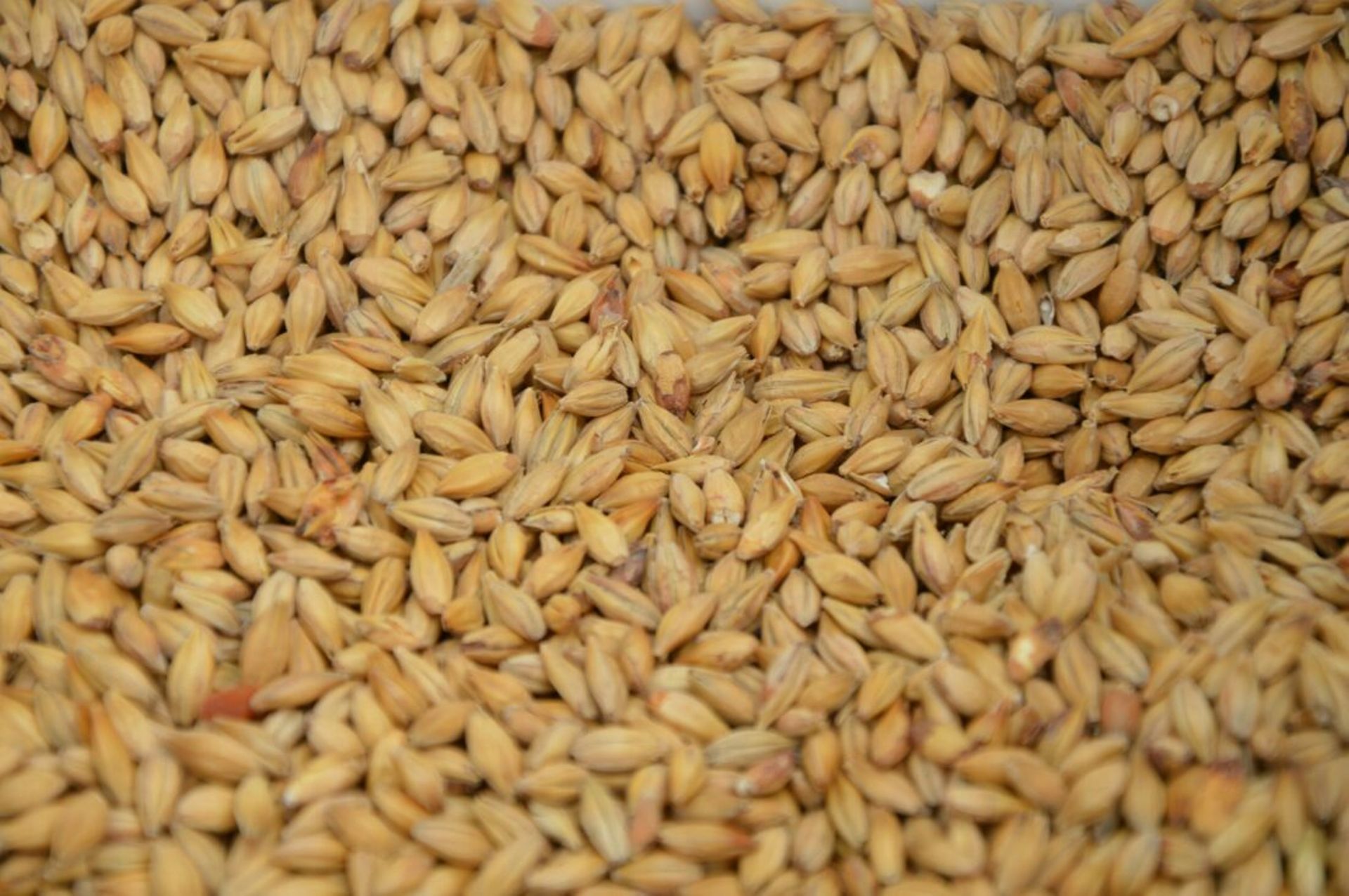 Australia's United Malt agrees to $1b buyout offer from France's InVivo