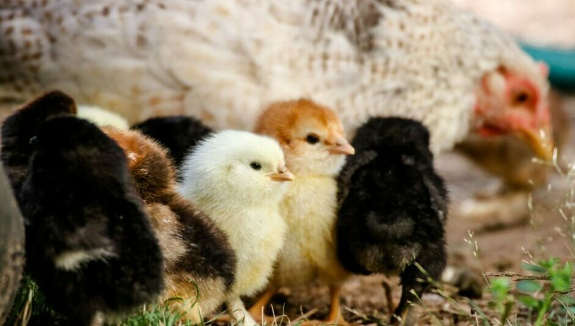Indonesian poultry tech startup Pitik said to be raising $10m via convertible notes