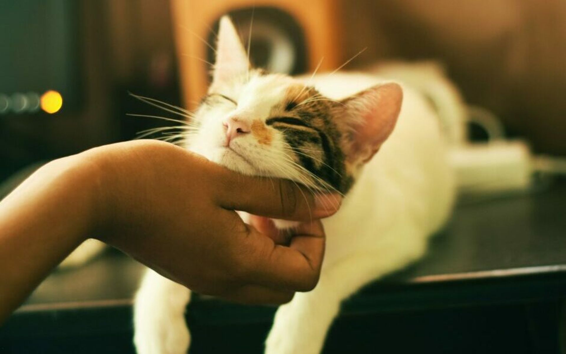 How Gobi-backed OneDegree went from insuring cats to cryto assets