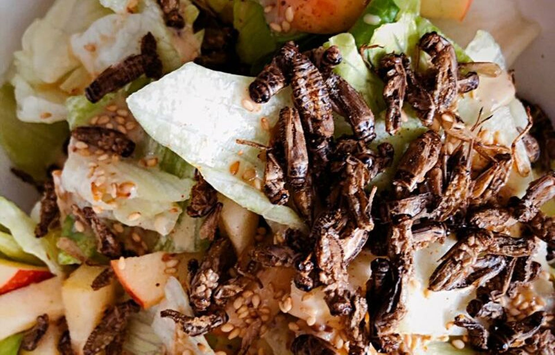 Anyone for crickets? Vietnamese startup looks to serve up insects in Singapore