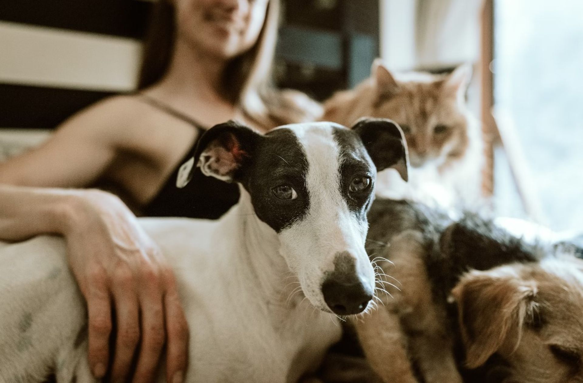 Advent International invests in China's Seek Pet Food