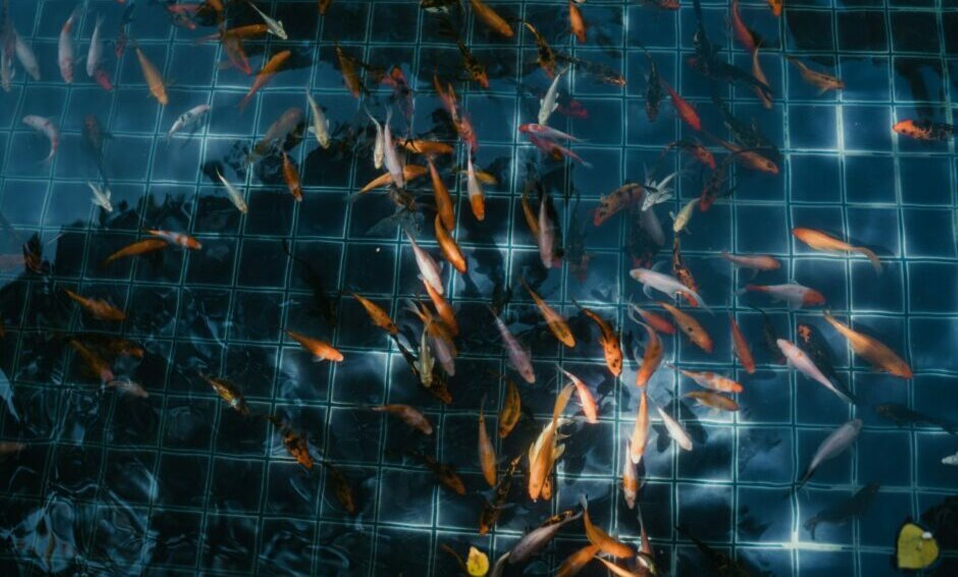 eFishery backer Aqua-Spark raises $320m so far for venture fund