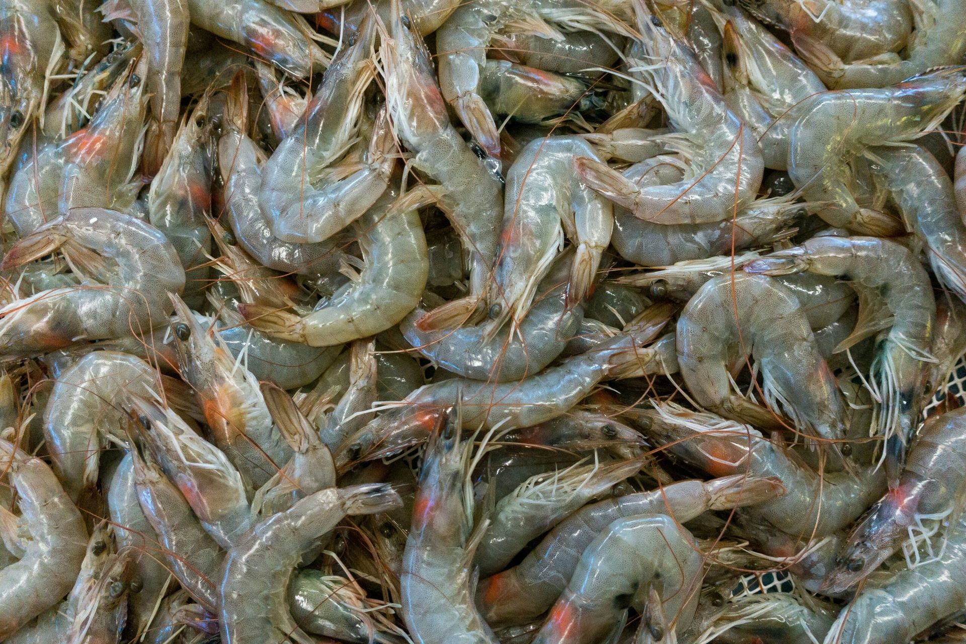 Indian shrimp industry enters troubled waters after Trump tariffs
