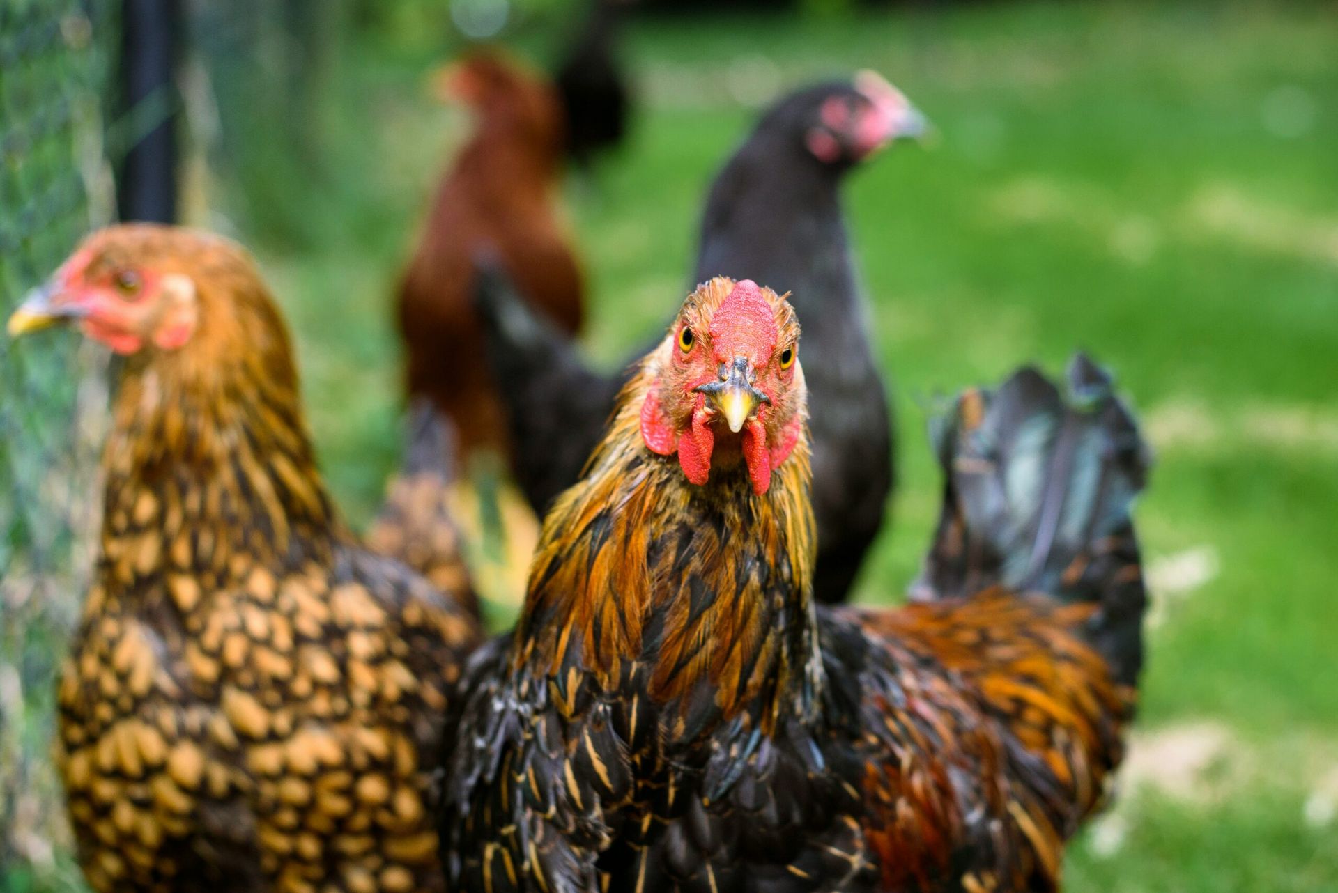 KKR buys Australian chicken farm operator ProTen from Aware Super