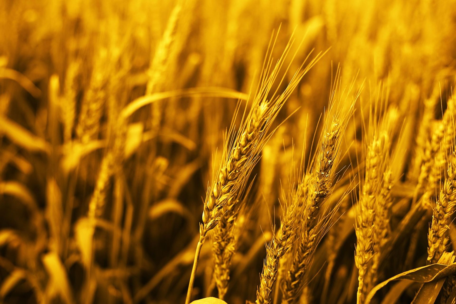 Indian agritech startup Arya.ag raises $81m led by GEF Capital Partners