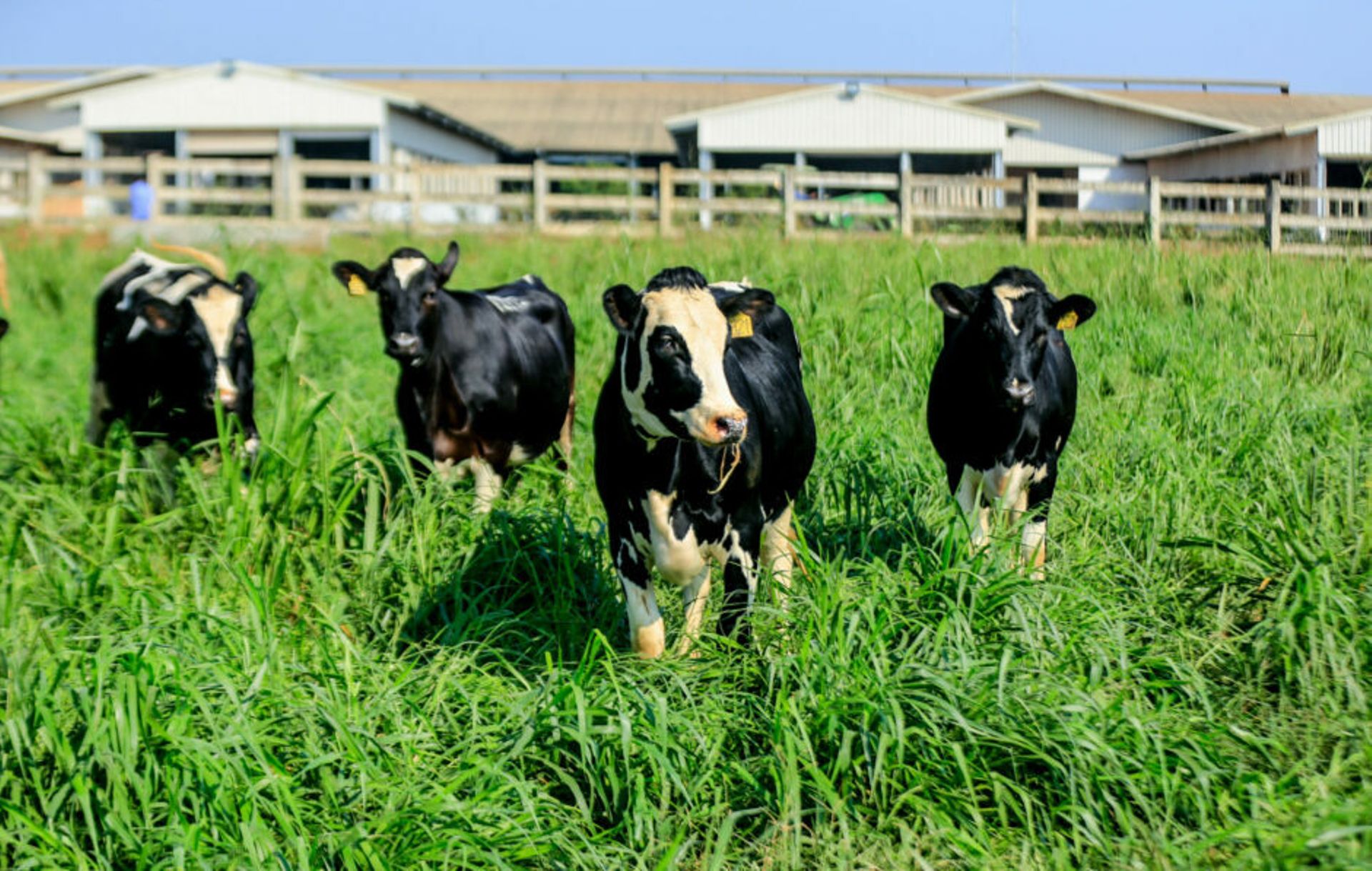 Vietnamese dairy firm TH Group approaches PEs for minority stake sale